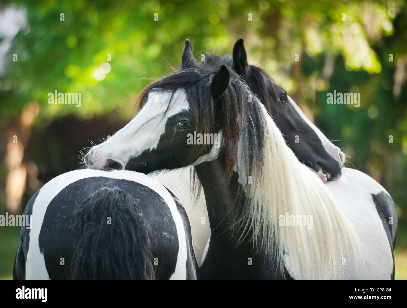 Gypsy Vanner Pferde Stuten Bräutigam einander Stockfoto