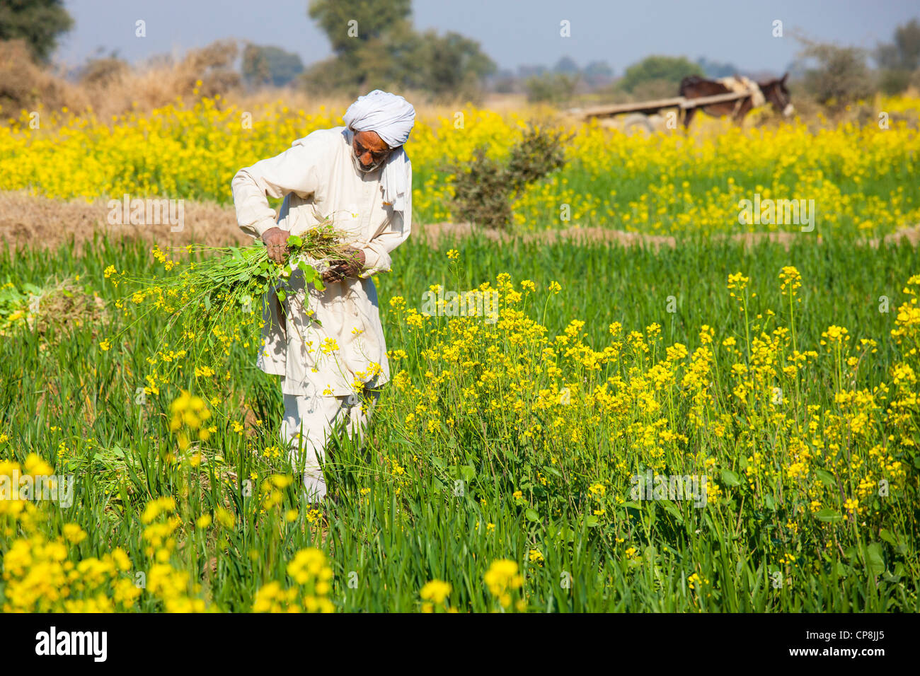 Senf-Bauer, Provinz Punjab, Pakistan Stockfoto