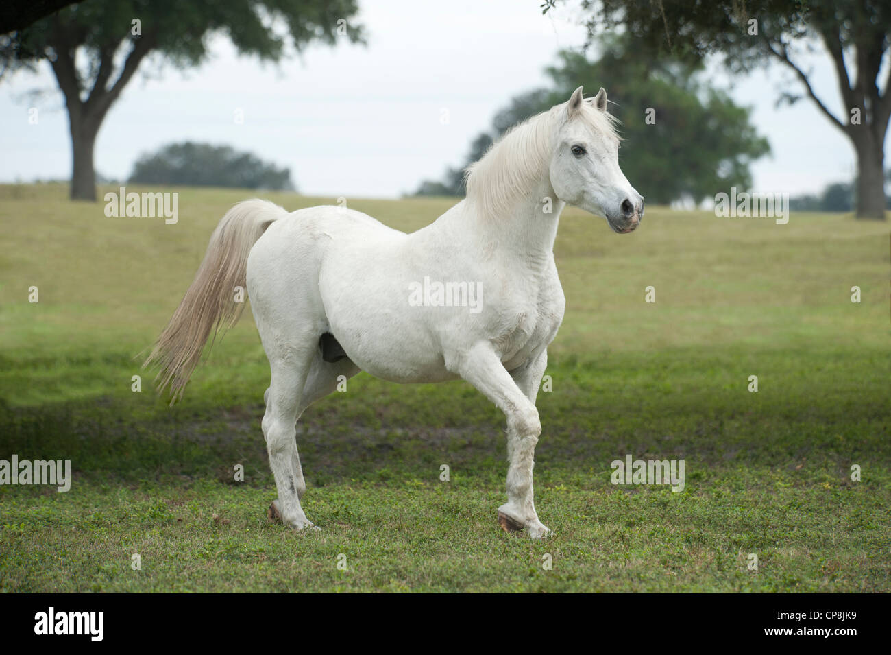 27 Jahre alter Araber Wallach Stockfoto