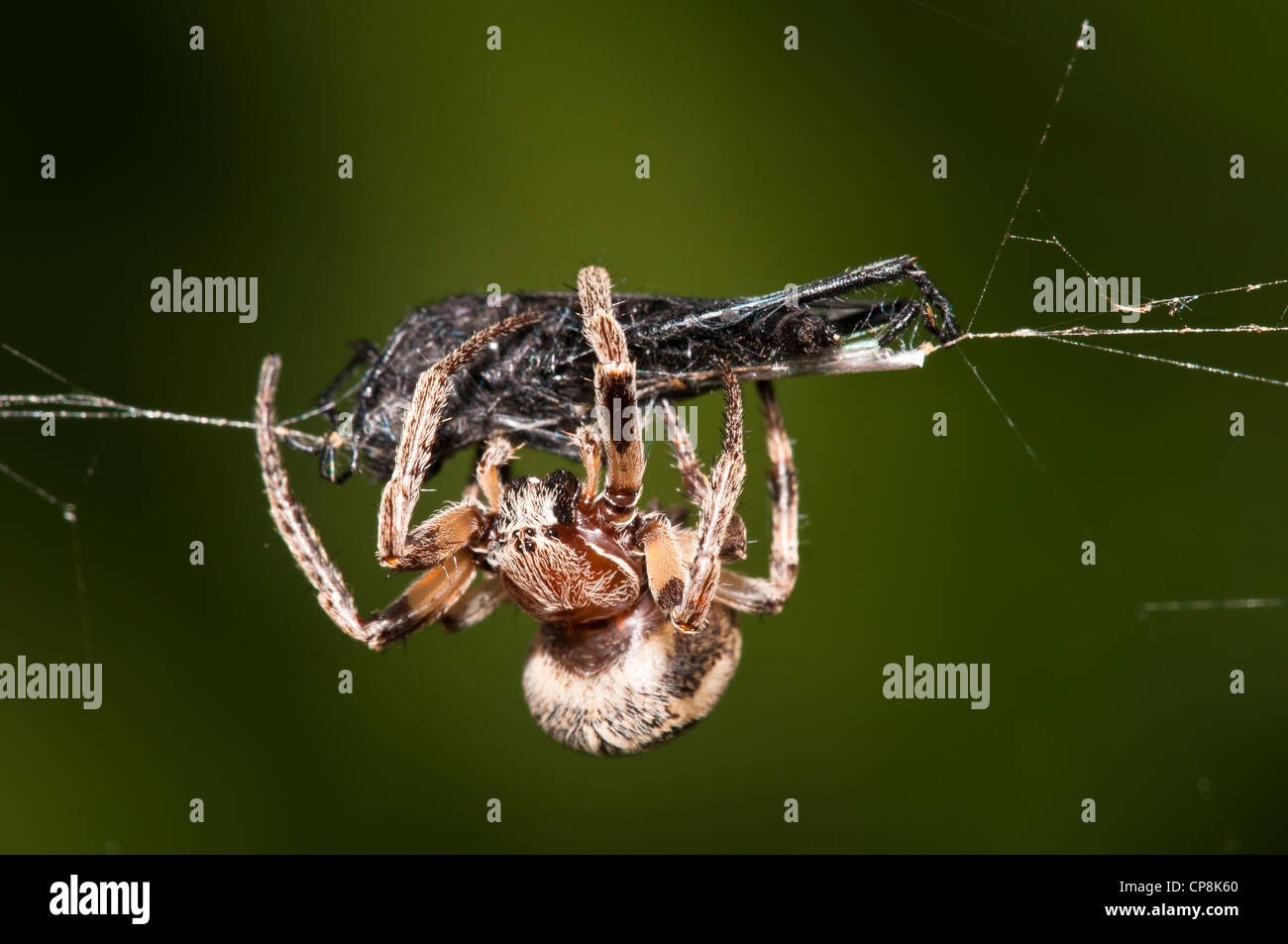 Eine Furche Orb-Weaver (Larinioides Cornutus) Spinne wickelte ein Markusplatz Fliege (Bibio Marci) in Seide im Vierschrötigkeit Naturreservat. Stockfoto