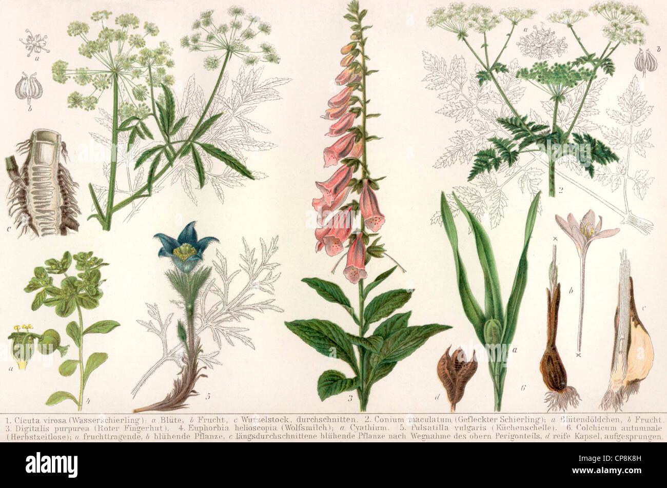 Historische Darstellung aus dem 19. Jahrhundert, Darstellung von Giftpflanzen, Stockfoto