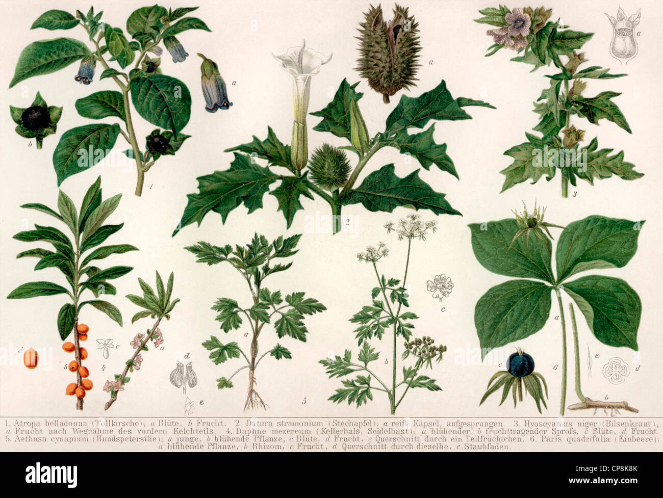 Historische Darstellung aus dem 19. Jahrhundert, Darstellung von Giftpflanzen, Stockfoto
