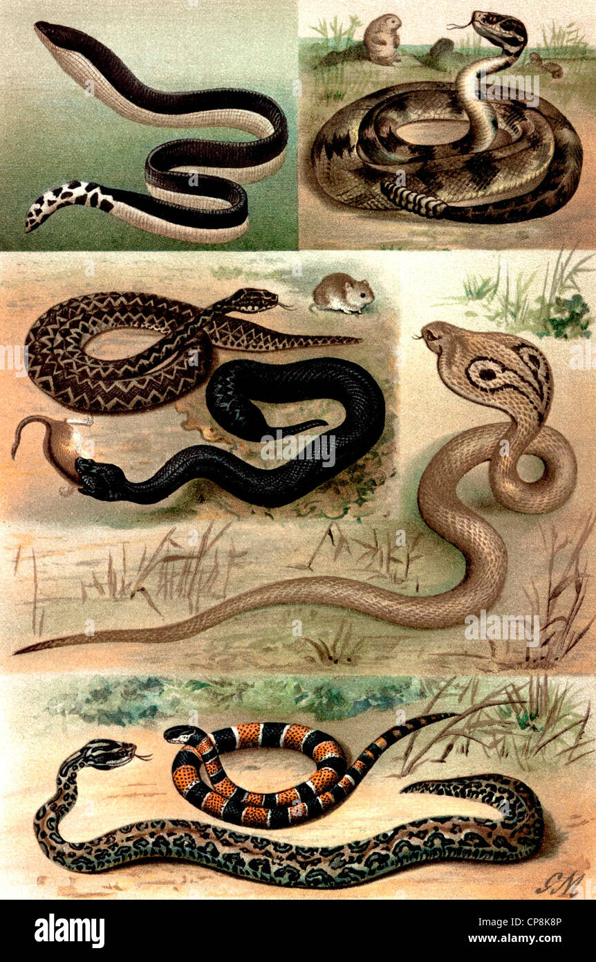 Historische Darstellung aus dem 19. Jahrhundert, Darstellung von Giftschlangen, Stockfoto