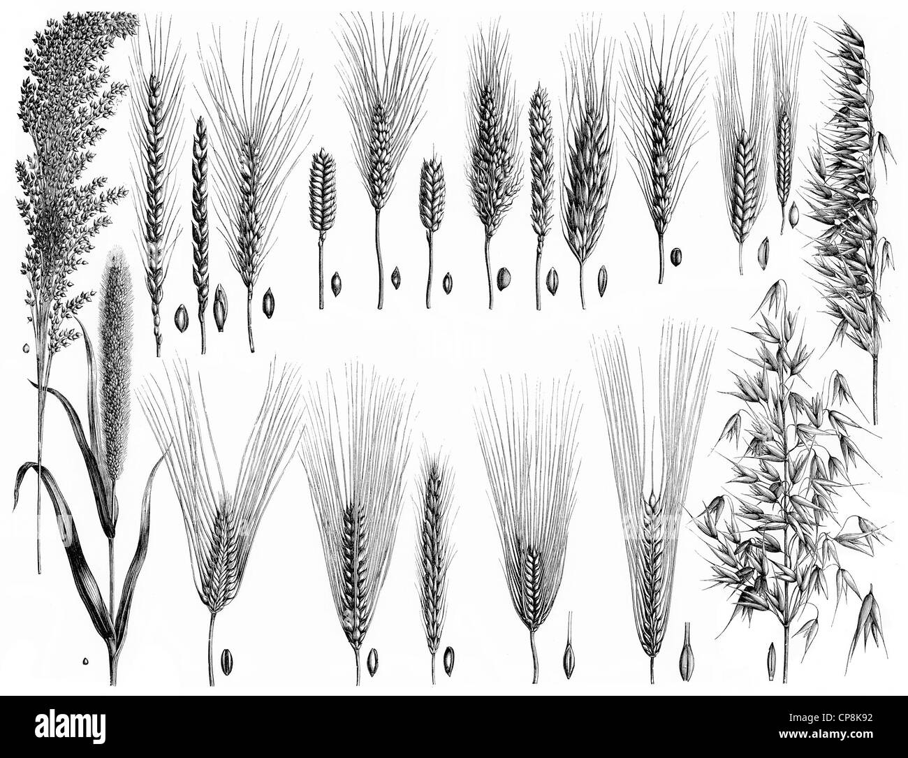 Darstellung der verschiedenen Arten von Getreide, Historische Zeichnung aus Dem 19. Halbmonatsschrift, Darstellung von Getreidearten Stockfoto