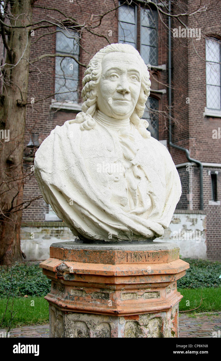Carl Linnaeus (1707-1778) schwedischer Botaniker, Arzt und Zoologe. Begründer der binomialen Nomenklatur. Stockfoto