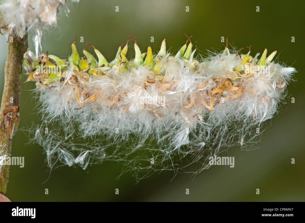 Weide Kätzchen wiederum Samen im Frühjahr Stockfoto