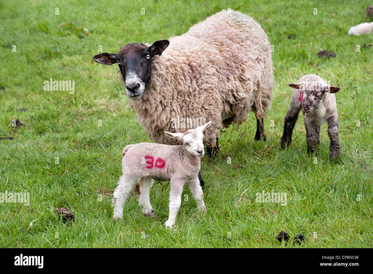 Schafe und Frühjahr Lämmer Weiden in Staffordshire, UK Stockfoto
