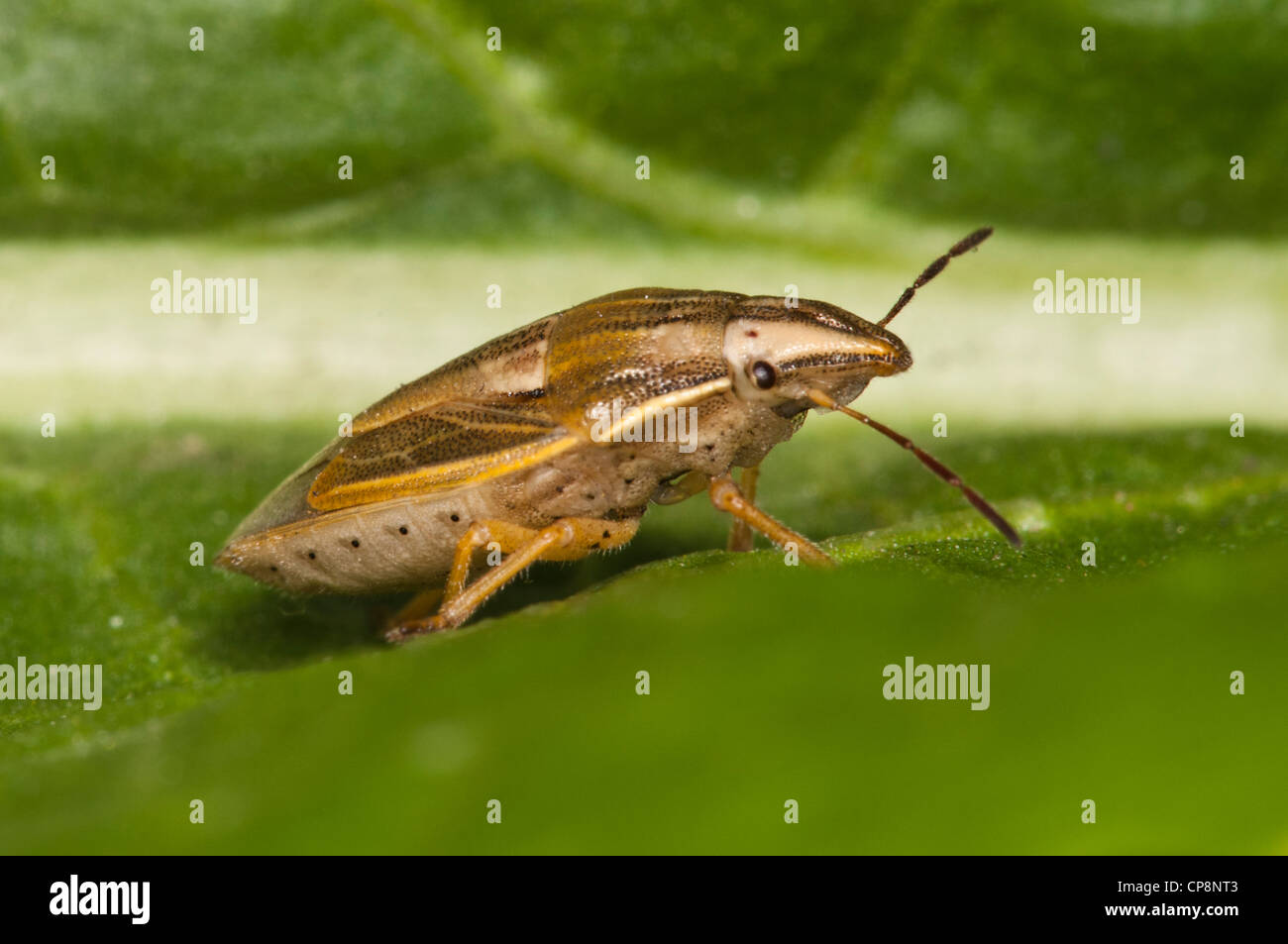 Ein Bischof Mitra Bug (Aelia Acuminata) auf ein Blatt zu Vierschrötigkeit Nature Reserve, Bexley, Kent. Mai. Stockfoto