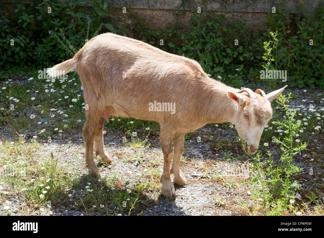 Nanny Goat-Mallorca-Mallorca-Spanien Stockfoto