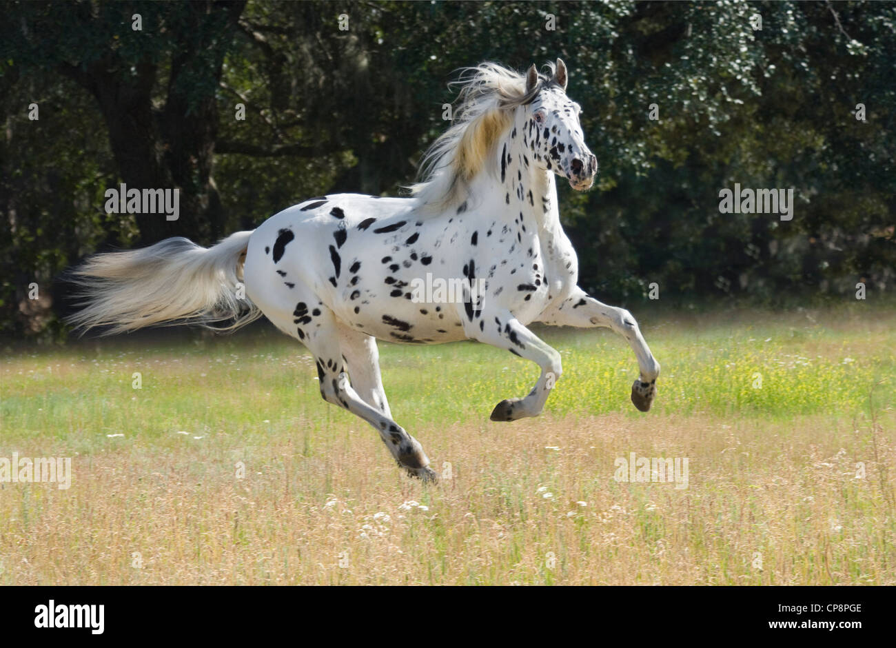 Knabstrupper Pferd Stute. Der Knabstrupper ist eine sehr seltene holländische Rasse. Stockfoto