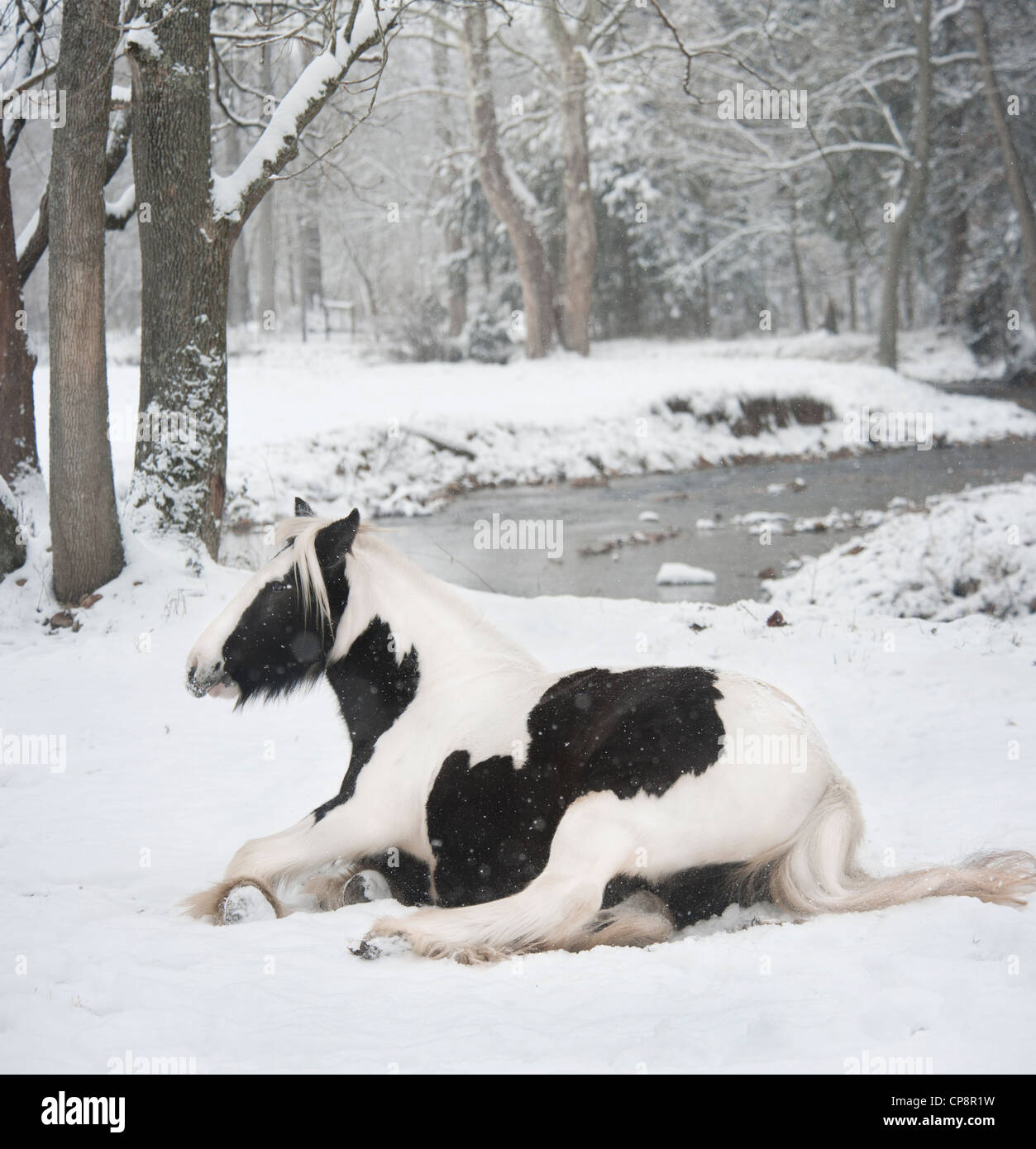Gypsy Vanner Pferd Stute liegen im Schnee durch Strom Stockfoto