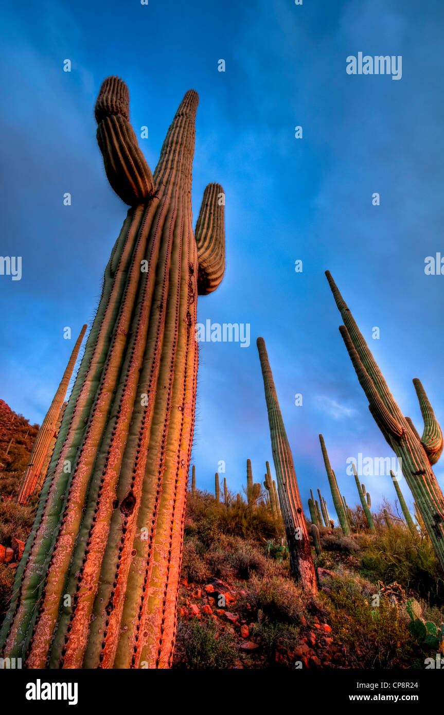Wunderbare riesigen Saguaro-Kaktus in der Sonora-Wüste von den südwestlichen Teil von Amerika. Stockfoto