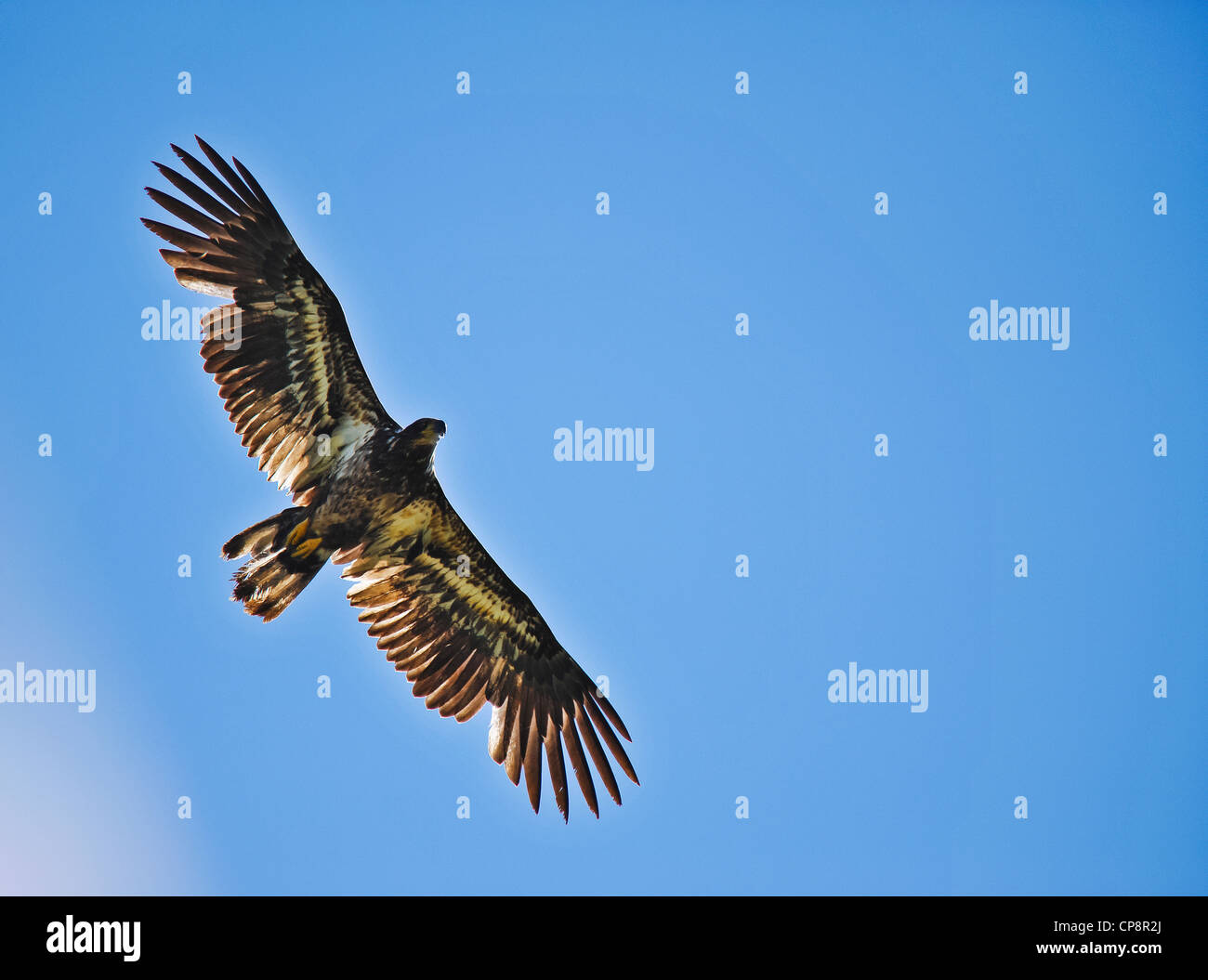 Ein junger Steinadler im Flug. Stockfoto