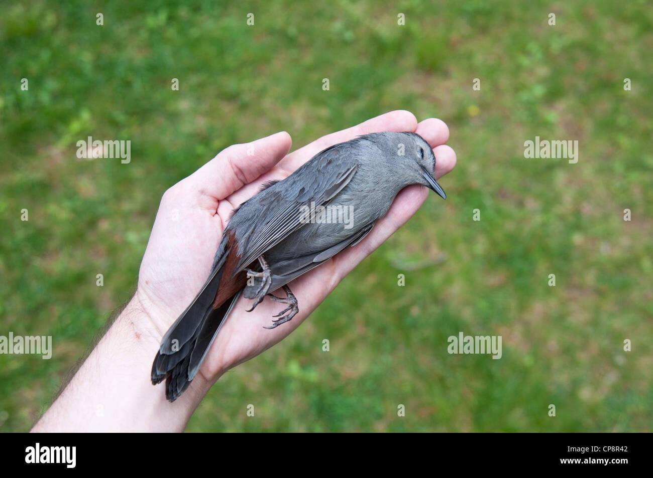 Eine tote grau Catbird in die Hand eines Mannes. Der Vogel hat einen Genickbruch nach dem fliegen in einem Fenster. NEW JERSEY, USA. Stockfoto