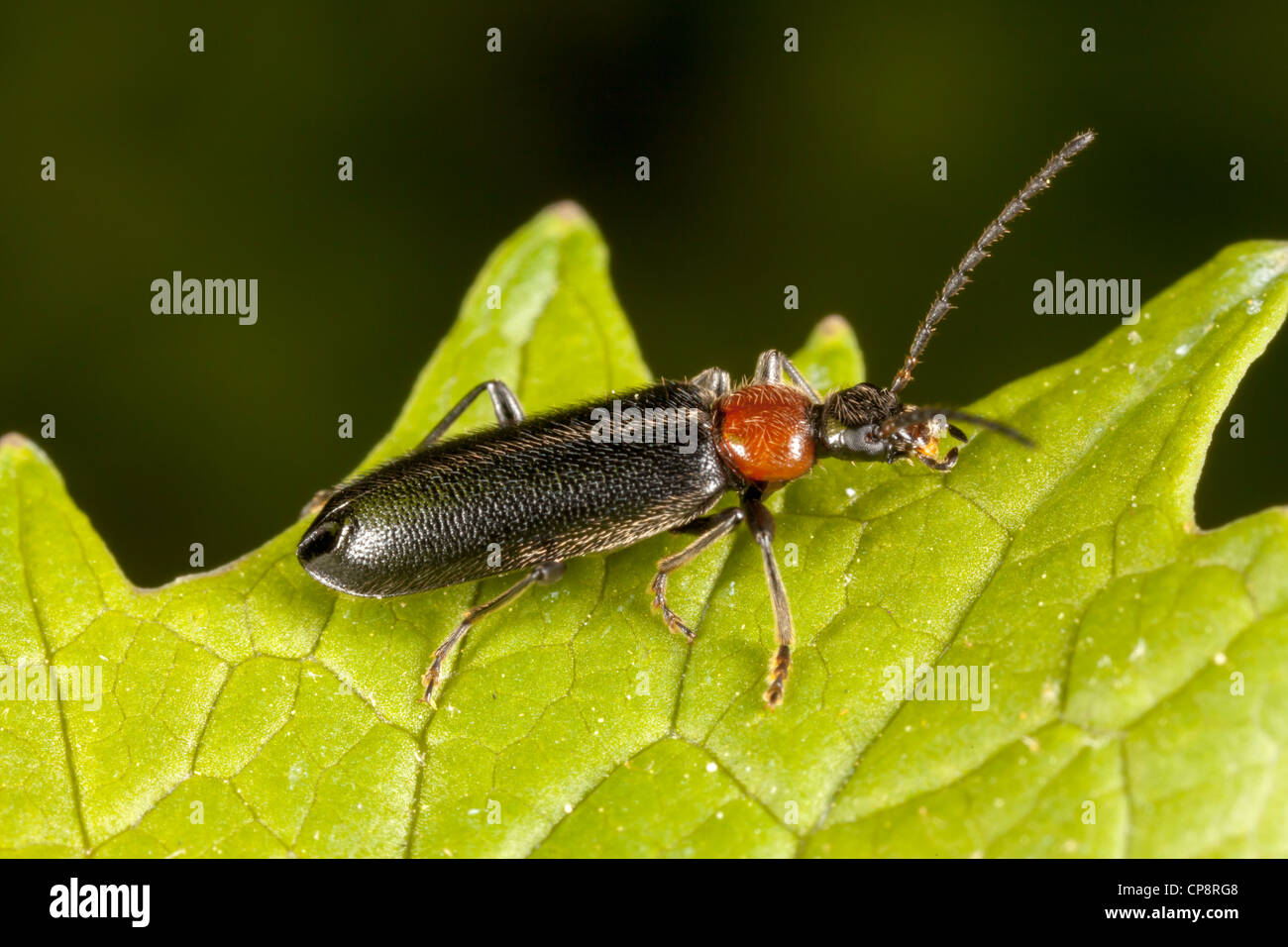 Feuer-farbige Käfer (Pedilus Lugubris) hocken auf einem Blatt. Stockfoto