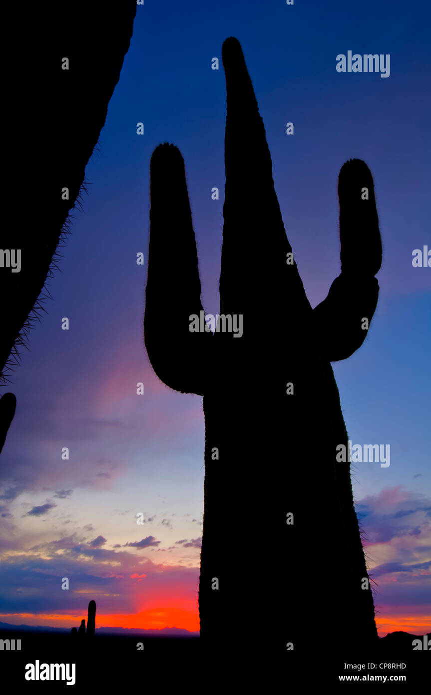 Wunderbare riesigen Saguaro-Kaktus in der Sonora-Wüste von den südwestlichen Teil von Amerika. Stockfoto