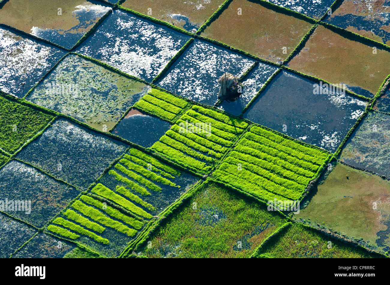 Tierheim-Hütte in Reisfeldern Reis, Luftaufnahme, Region Arusha, Tansania Stockfoto