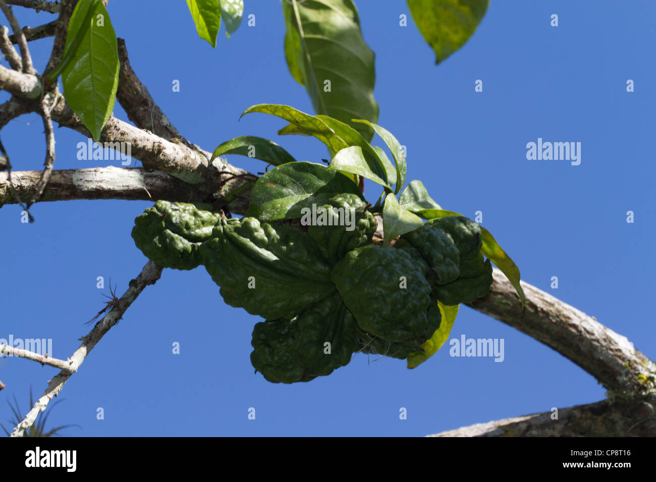 Kola Nut Cola Acuminata The Coca Cola Geschmack stammt aus diesem Baum