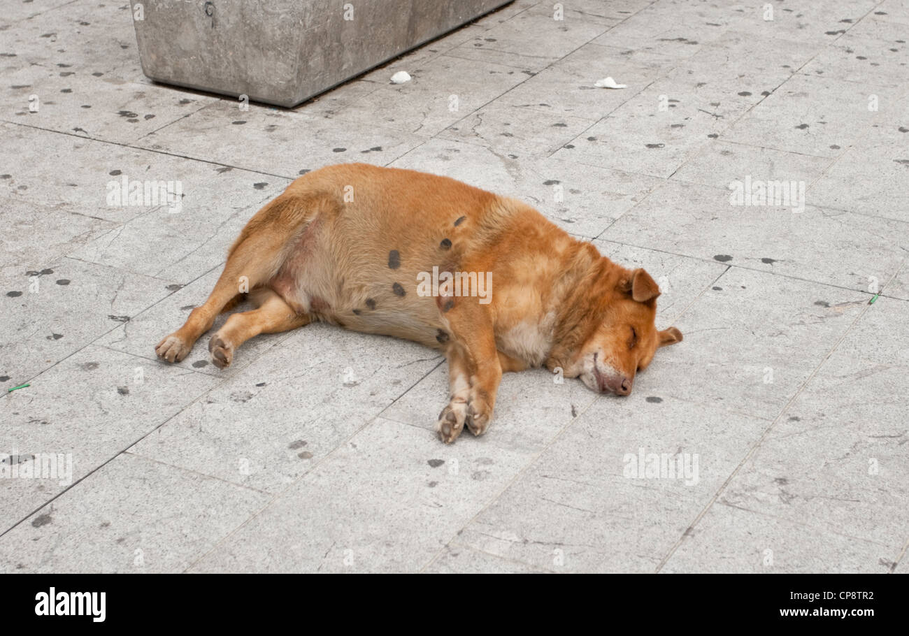 Inukai Rau auf dem Bürgersteig, Sizilien, Italien schlafen. Stockfoto