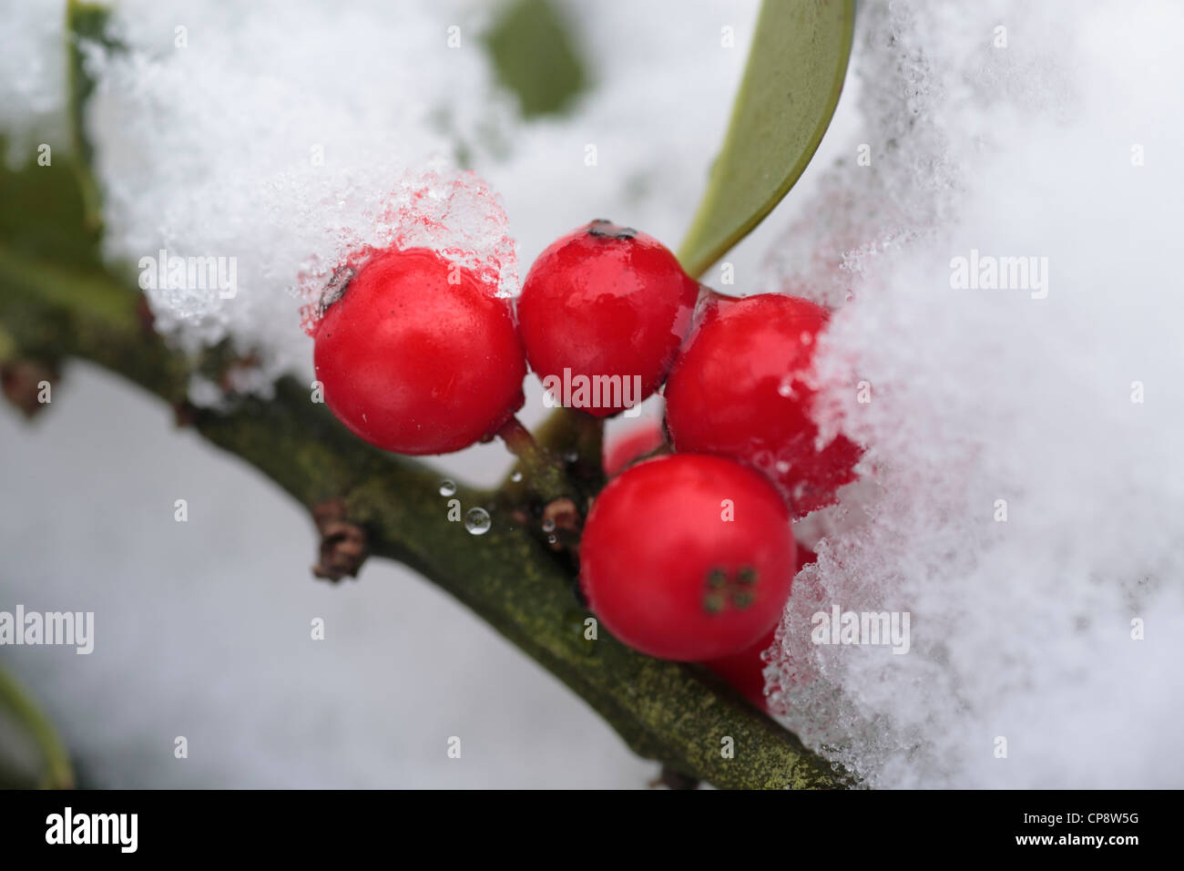 Holly Beeren an einem Busch, Ilex Aquifolium gefroren. Stockfoto