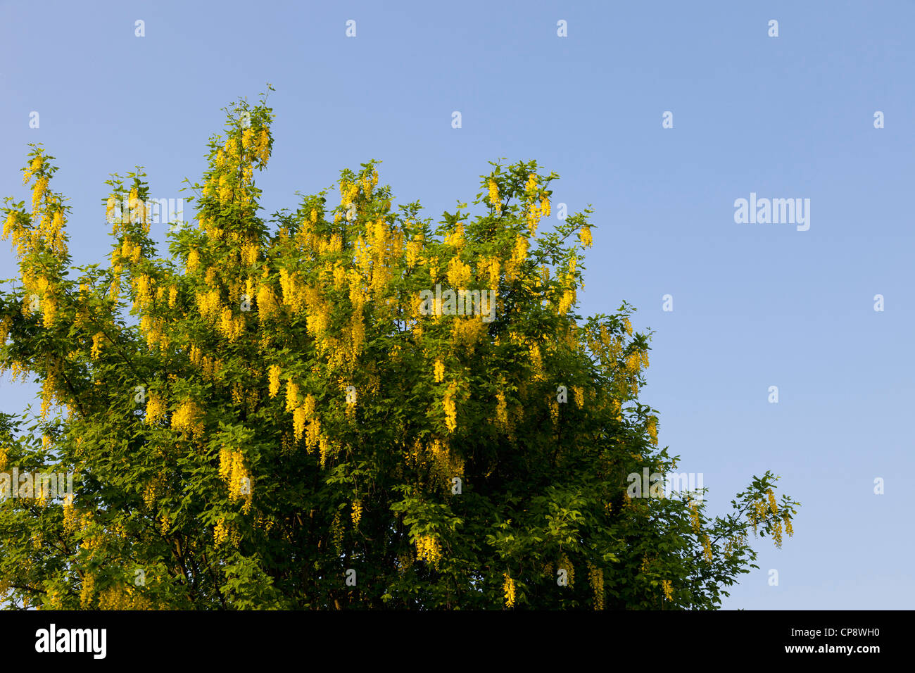 Europa, Deutschland, Rheinland-Pfalz, Blick auf Blütenstand Pflanze Stockfoto