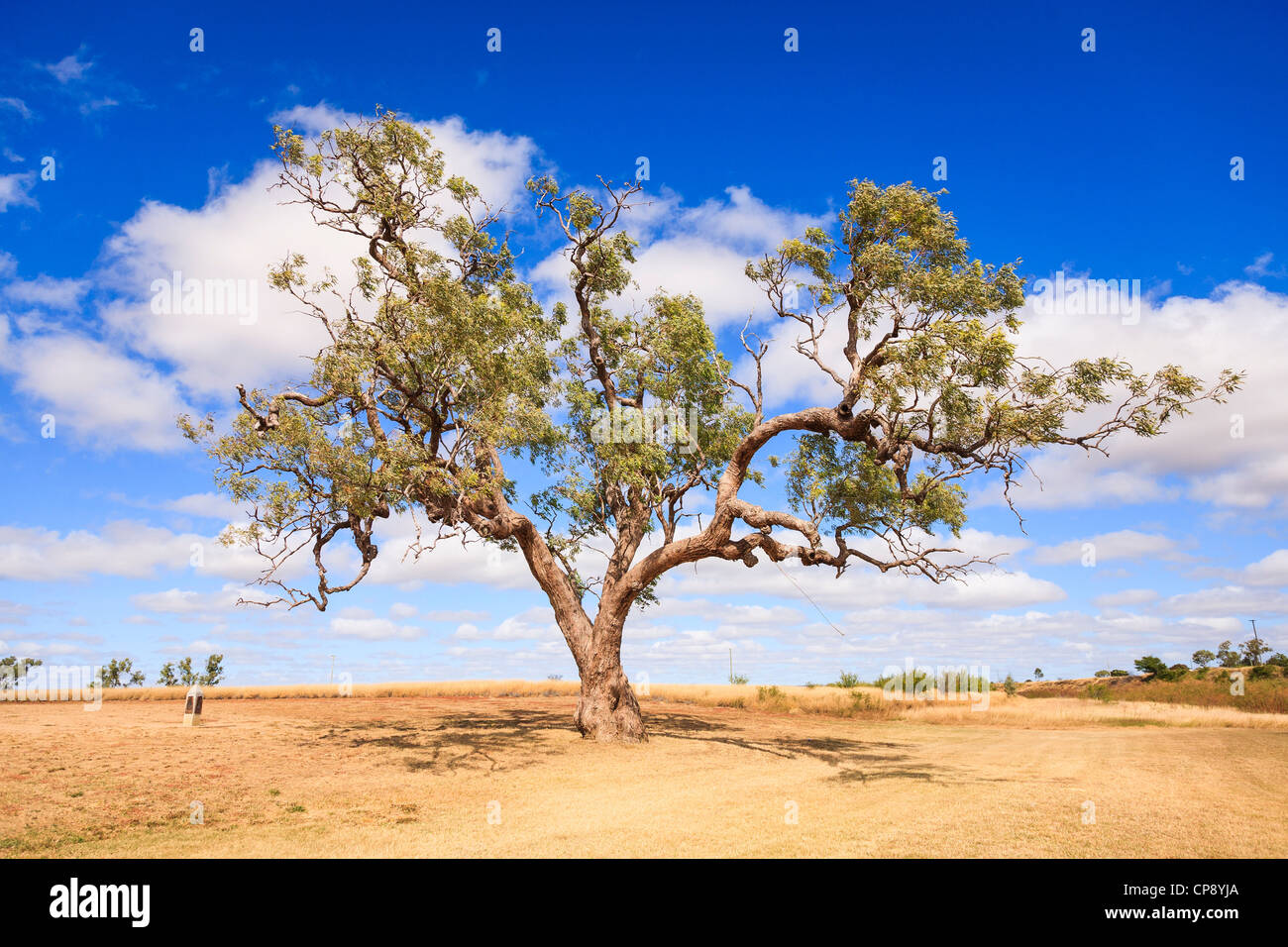 Berühmt geworden durch das Lied Waltzing Matilda, wenn Sie sich jemals gefragt haben, was ein Coolabah Baum aussieht, ist es! Stockfoto