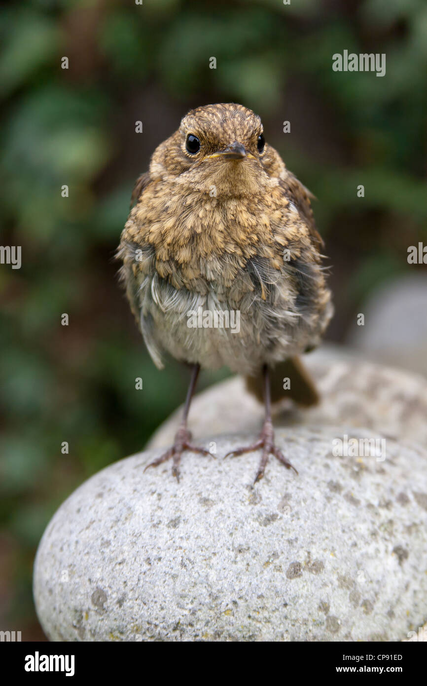 Young Robin Erithacus Rubecula (Turdidae) Stockfoto