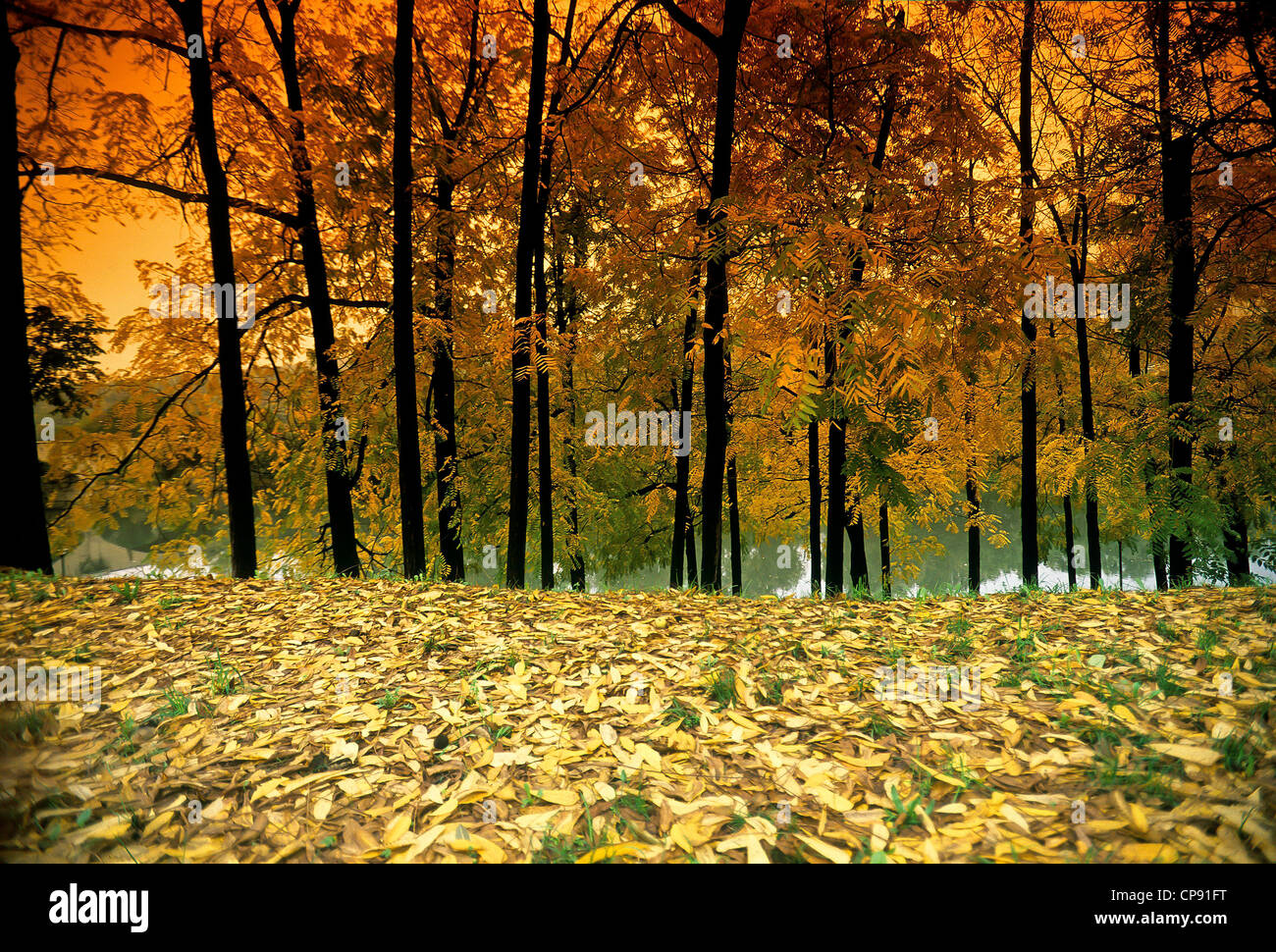 Europa-Italien-Piemont-Turin-Valentin Park Herbst leuchtet auf dem Po Stockfoto