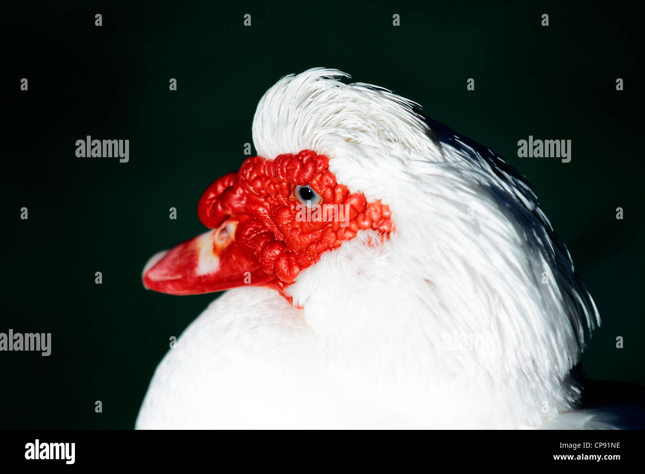 Szenen der Vögel in ihrer natürlichen Umgebung Stockfoto