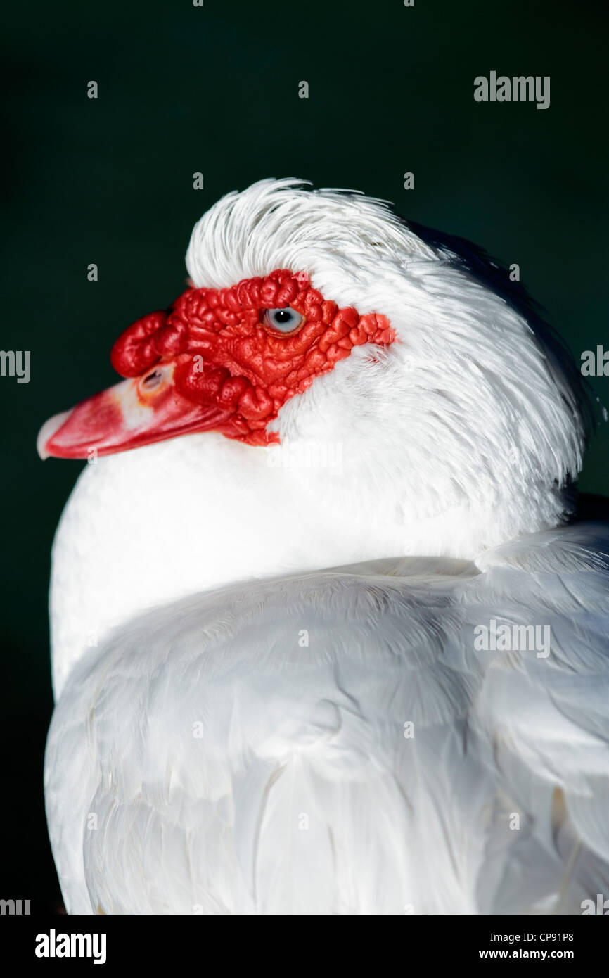 Szenen der Vögel in ihrer natürlichen Umgebung Stockfoto