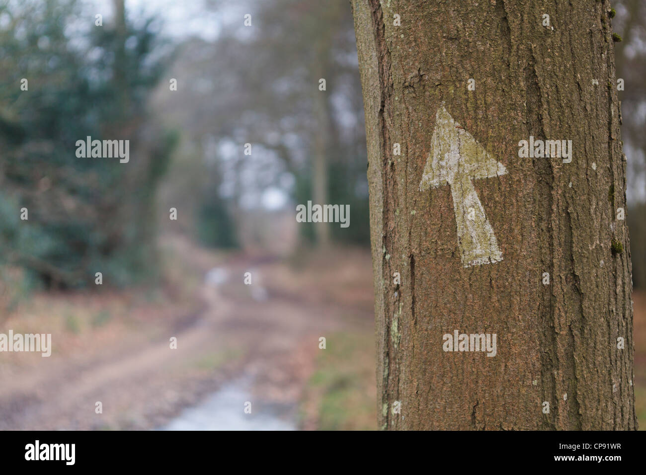 Pfeil auf einem Baum zeigt nach vorne / oben mit einem Pfad im Hintergrund führt Sie in den Wald zu sehen. Stockfoto