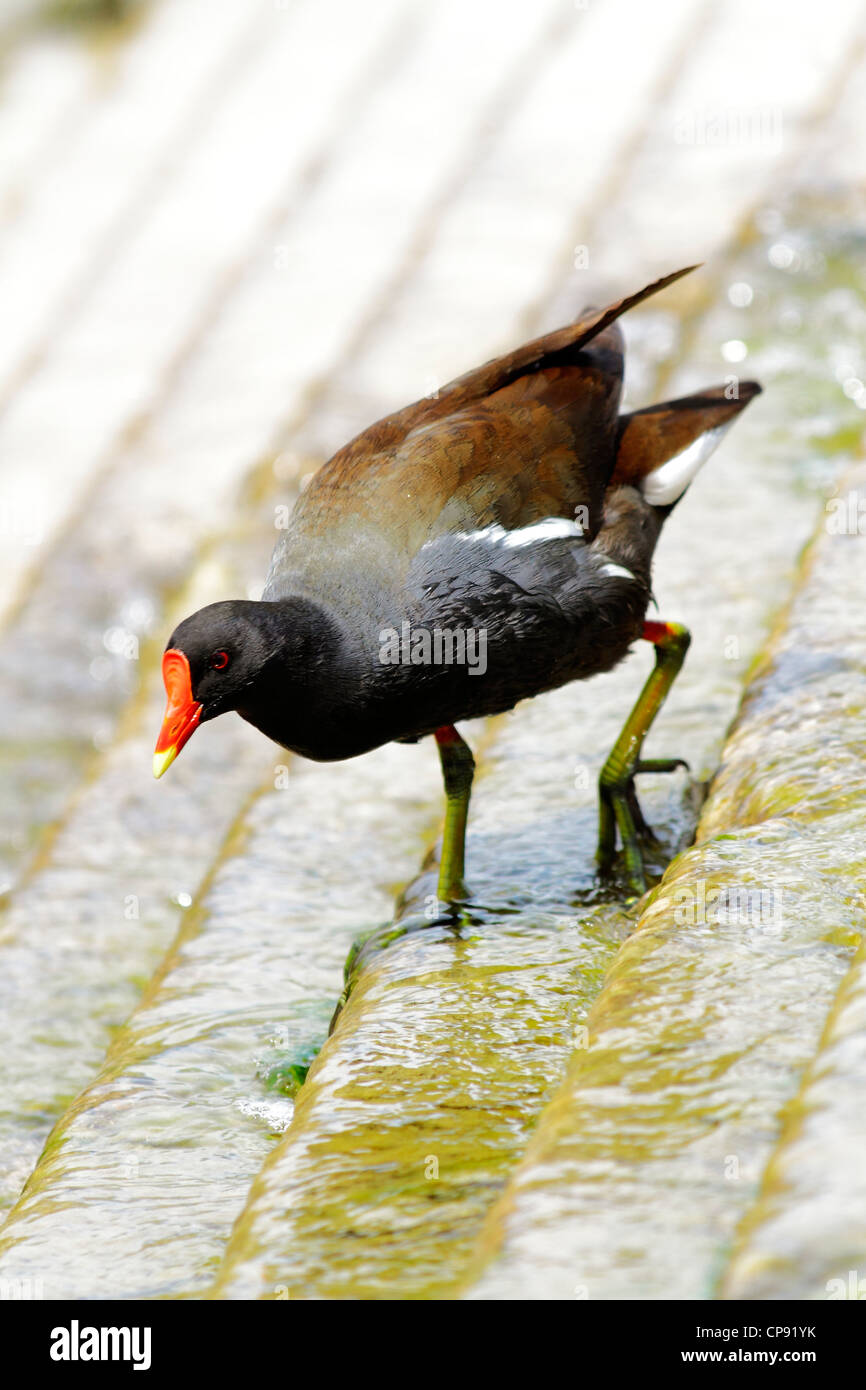 Szenen der Vögel in ihrer natürlichen Umgebung Stockfoto