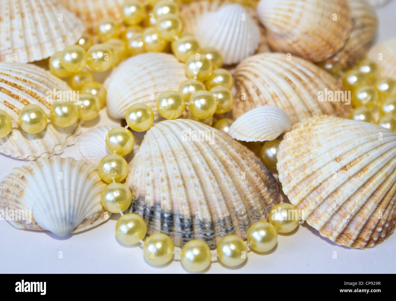 Muscheln mit Perlen Stockfoto