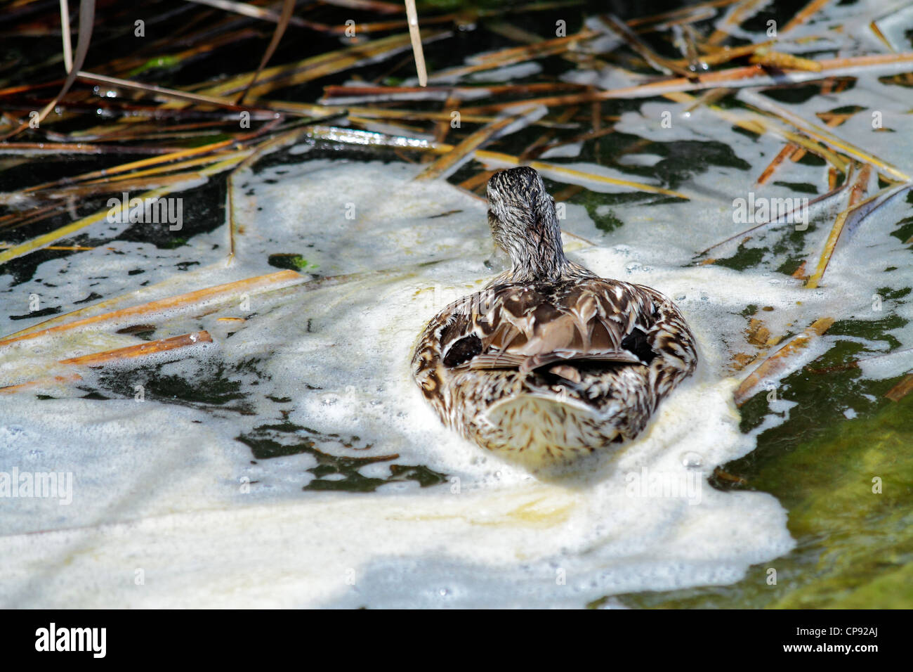 Szenen der Vögel in ihrer natürlichen Umgebung Stockfoto