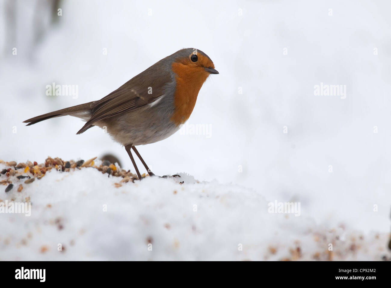 Rotkehlchen, Fütterung im Schnee Stockfoto