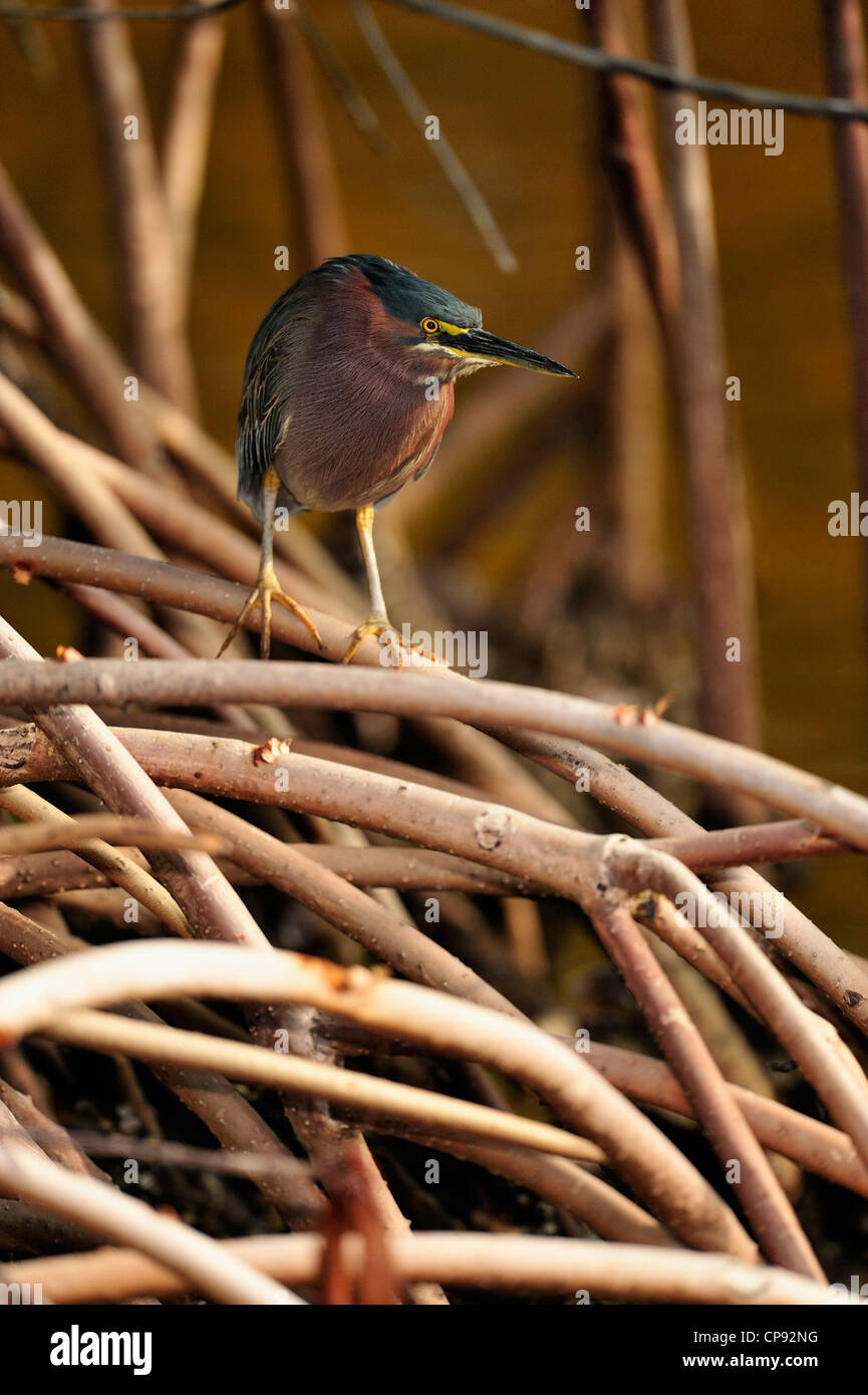 Green Heron (Butorides striatus), Ding Darling National Wildlife Refuge, Sanibel Island, Florida, USA Stockfoto