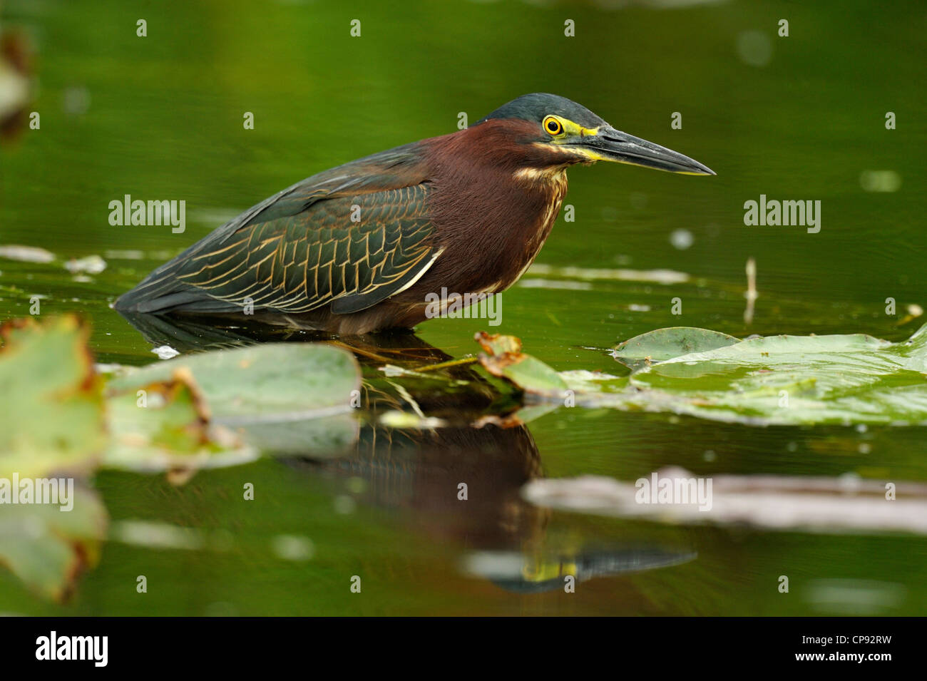 Grüne Reiher (Butorides Striatus), Everglades NP, Shark Valley, Florida, USA Stockfoto