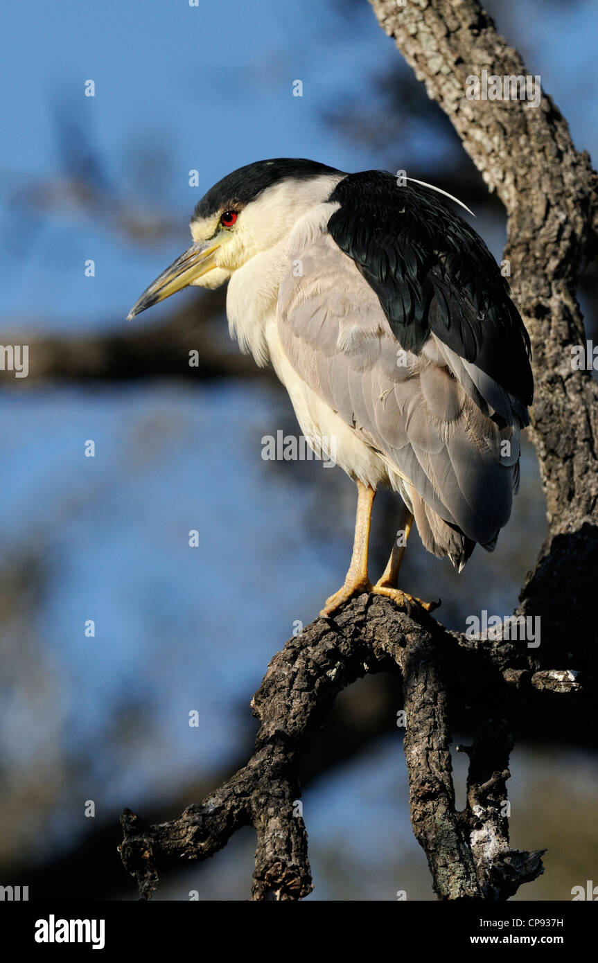 Schwarz gekrönt Nachtreiher (Nycticorax Nycticorax), die Alligator Farm, St. Augustine, Florida, USA Stockfoto