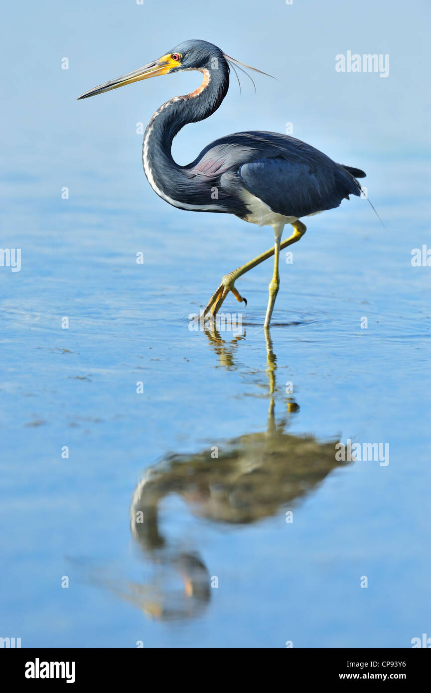 Dreifarbigen Reiher (Egretta tricolor), Fort De Soto Park, St. Petersburg, Florida, USA Stockfoto