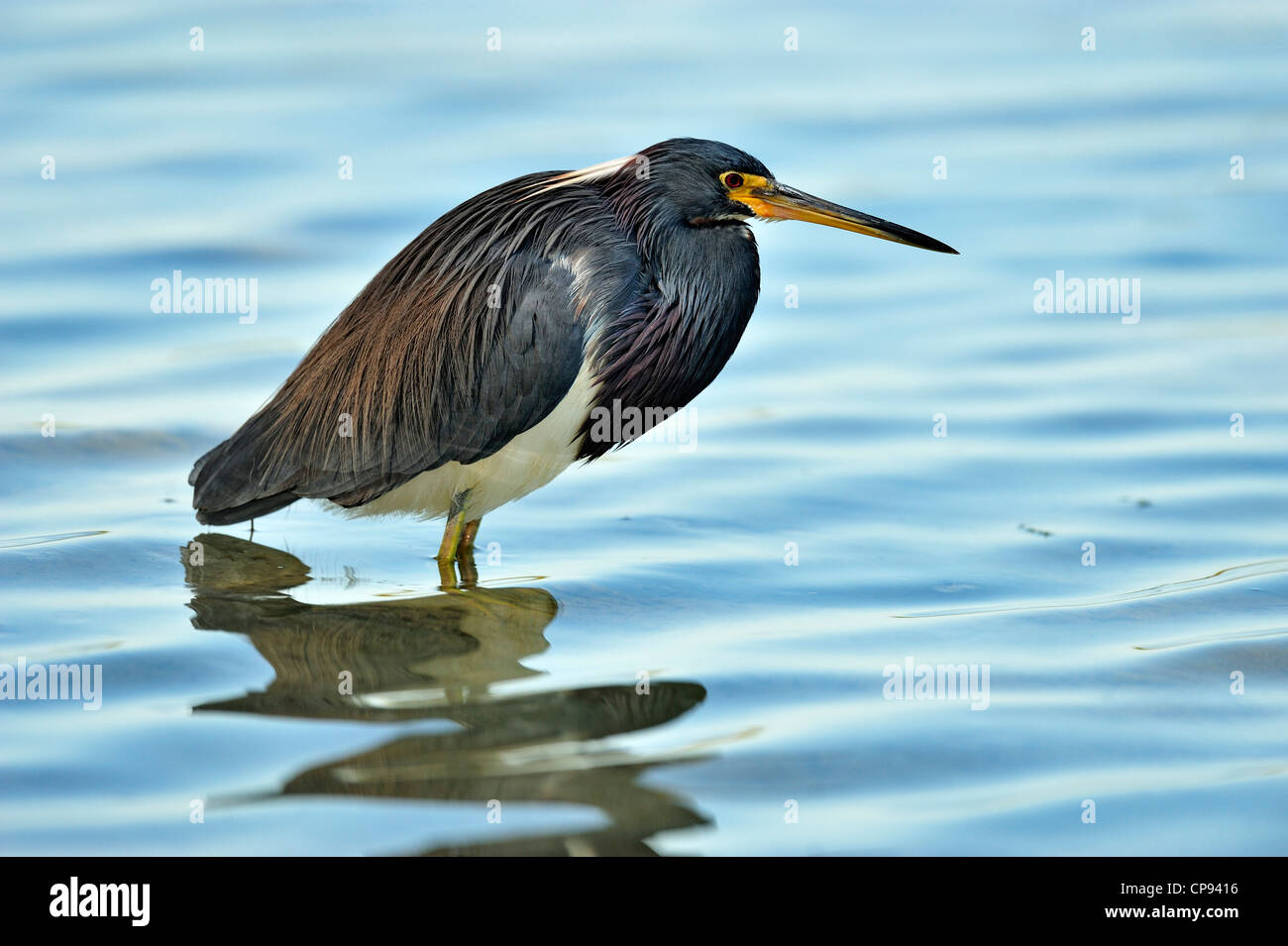 Dreifarbigen Reiher (Egretta tricolor), Fort De Soto Park, St. Petersburg, Florida, USA Stockfoto