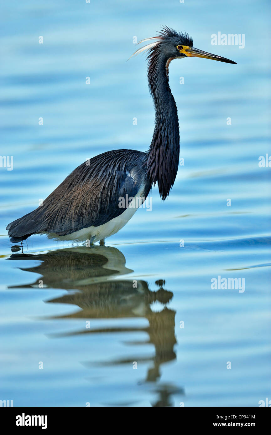 Dreifarbigen Reiher (Egretta tricolor), Fort De Soto Park, St. Petersburg, Florida, USA Stockfoto