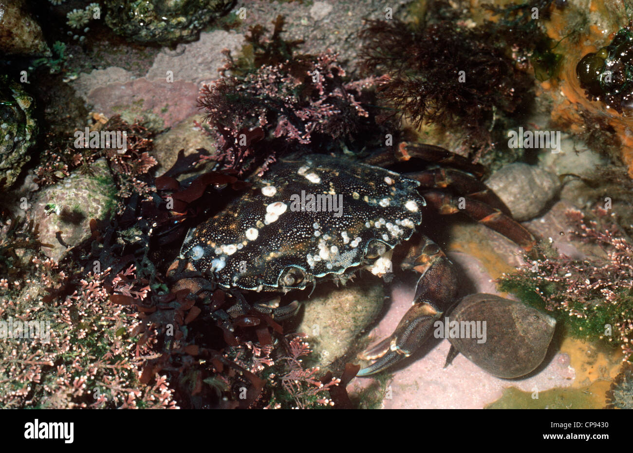 Grüne Ufer Krabbe (Carcinus Maenas: Portunidae) mit Seepocken auf dem Panzer UK Stockfoto