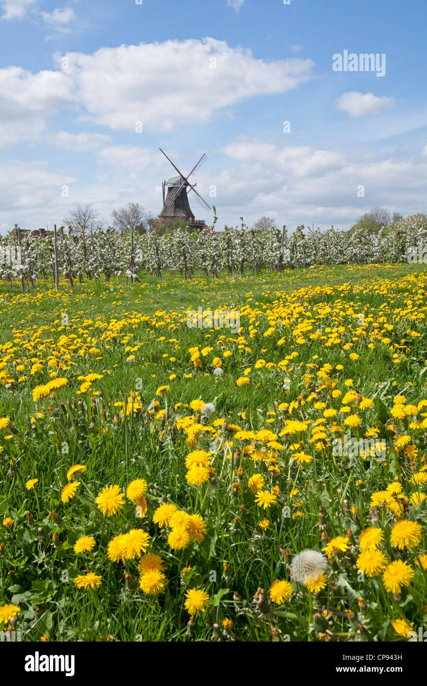 Apple Blossom, Borstel, Altes Land (altes Land) in der Nähe von Hamburg, Niedersachsen, Deutschland Stockfoto