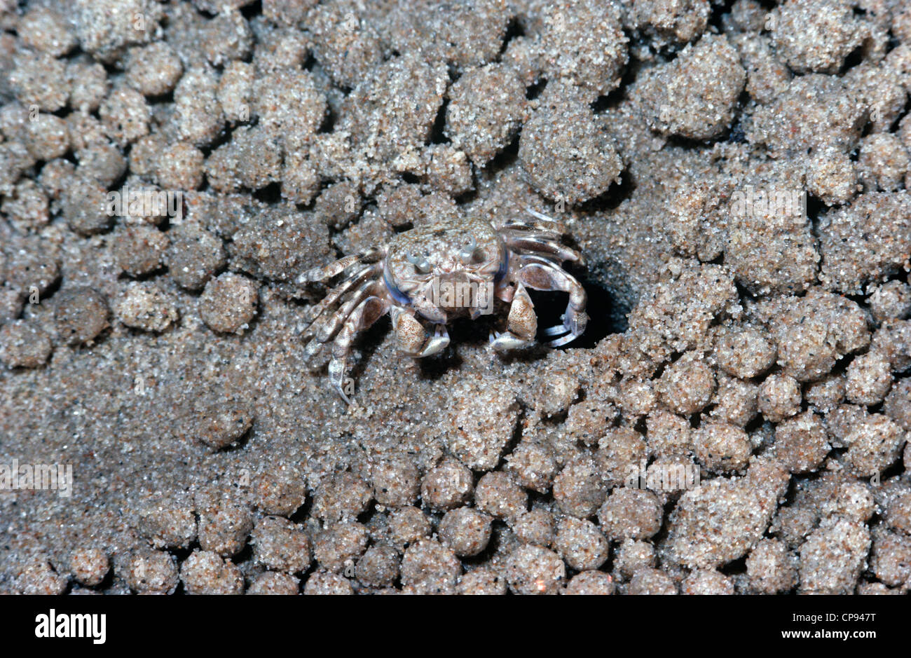 Sand-Bubbler Krabbe (Scopimera Inflata) Fütterung auf Sand Australien Stockfoto