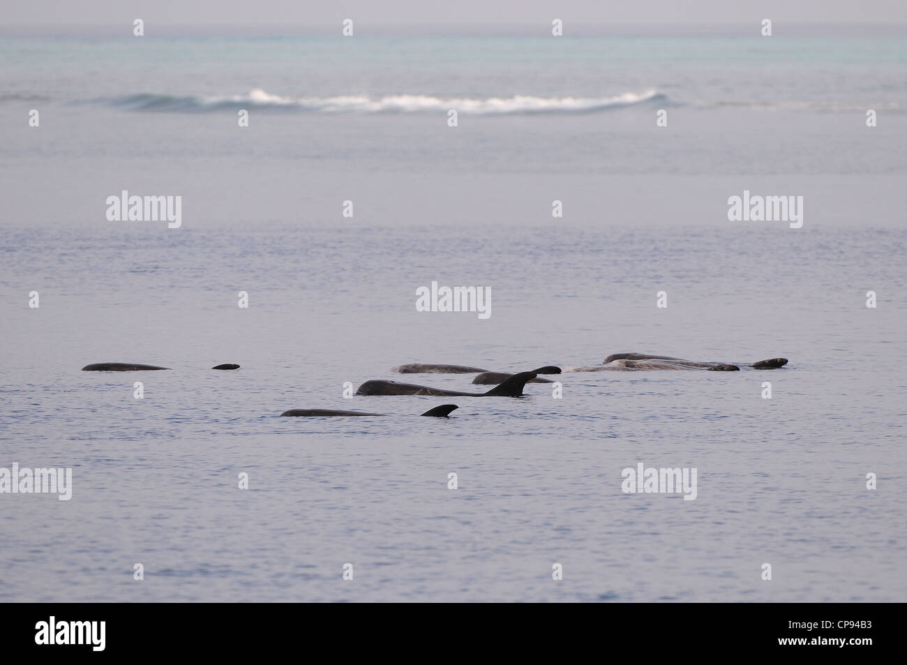 Risso Delphin (Grampus früh) Pod ausruhen oder Protokollierung auf Oberfläche, die Malediven Stockfoto