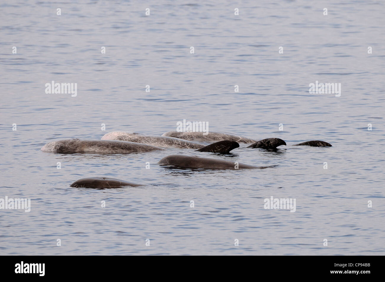 Risso Delphin (Grampus früh) Pod ausruhen oder Protokollierung auf Oberfläche, die Malediven Stockfoto