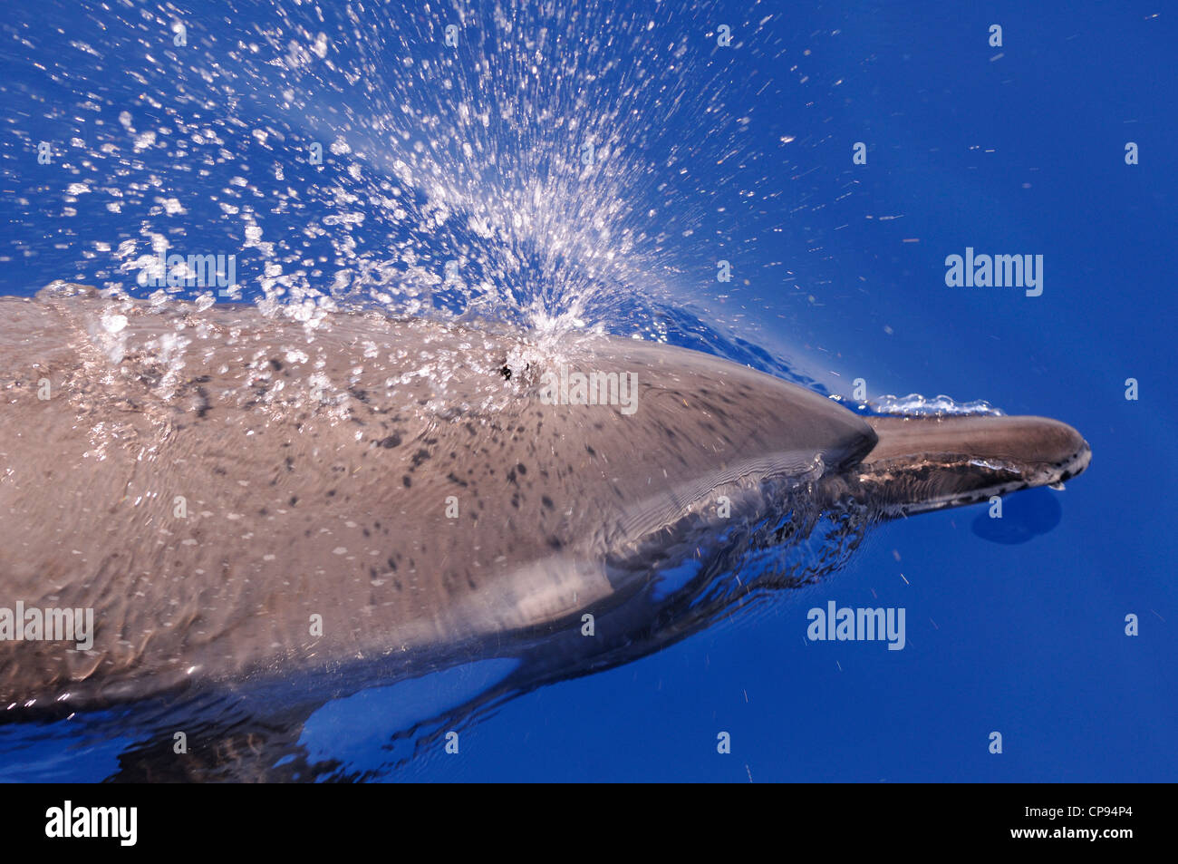 Pantropisch Delfin (Stenella Attenuata) atmen an der Oberfläche, die Malediven, Stockfoto