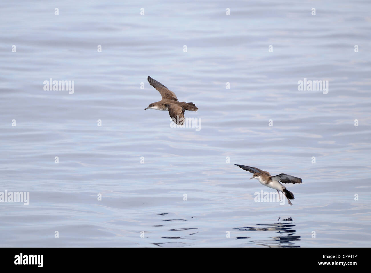 Tropische Shearwater (Puffinus Bailloni) zwei Vögel im Flug über den Boden auf dem Wasser, die Malediven Stockfoto