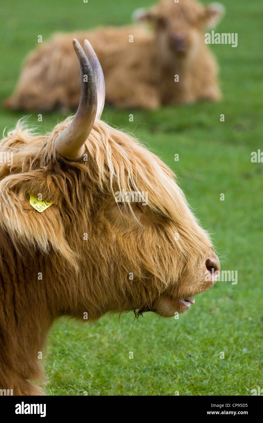 Highland Cattle oder Kyloe schottischen Rinderrasse auf einer Wiese in England Stockfoto
