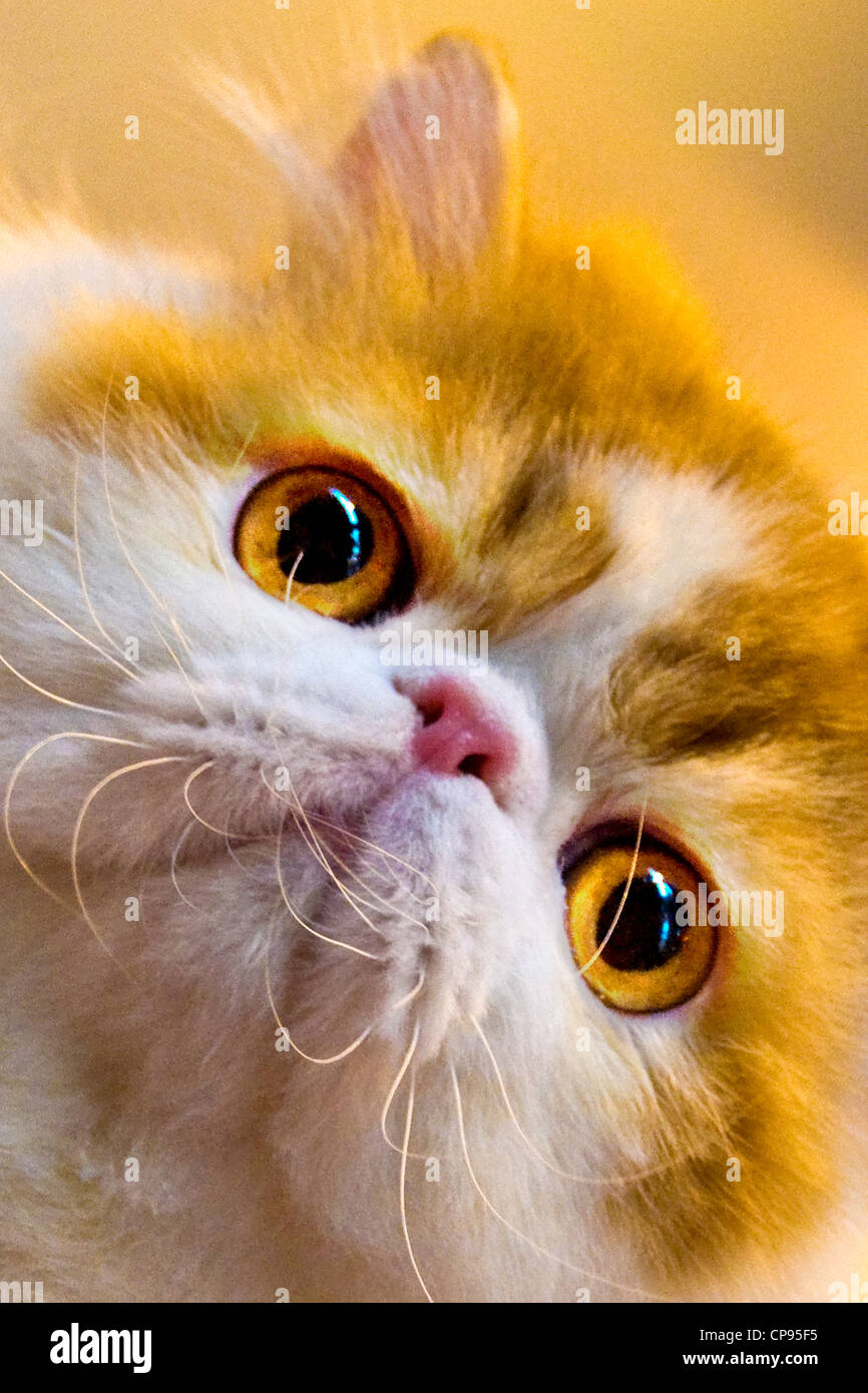 Zoology Cats Cat Eyes Stockfotos und -bilder Kaufen - Alamy